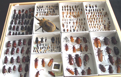 collezione di insetti