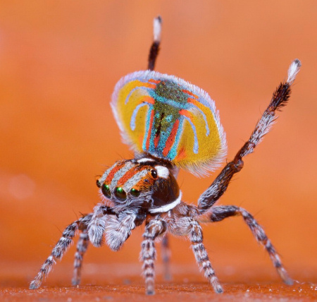 Maratus volans