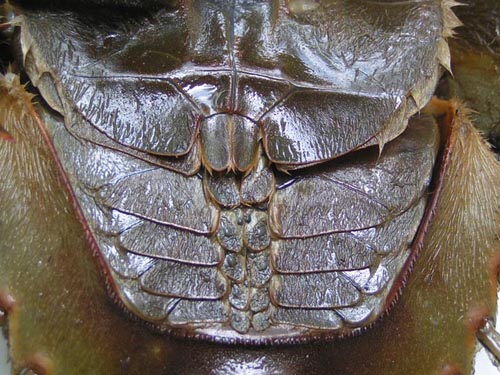 merostomata book gills Book gills in a horseshoe crab
