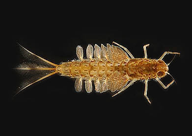 mayfly_naiad Mayfly naiad